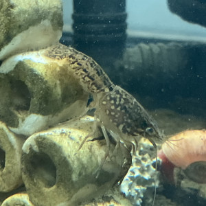 Écrevisse  🦞 marmor de toutes tailles de 1cm à 5 cm