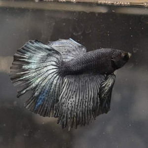 Mâles bettas HM bleus