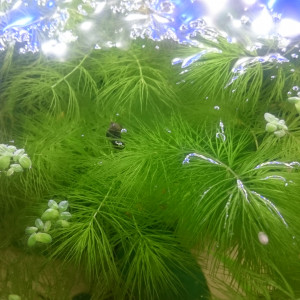 Vend plantes aquarium