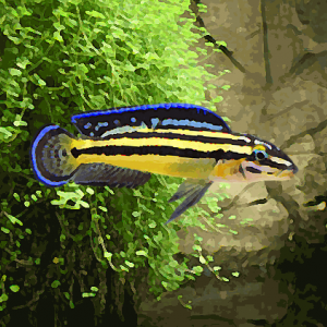 Julidochromis regani kipili (environ 5 cm)