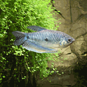 Gourami bleu (environ 8 cm)