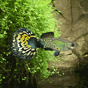 Guppy male cobra vert (environ 4 cm)