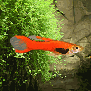 Guppy mâle endler red scarlet (environ 2 cm)