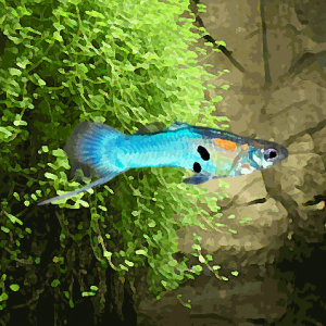 Guppy mâle endler japan blue (environ 2 cm)