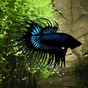 Betta male crowntail selection (environ 6 cm)