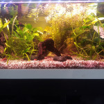 Aquariophile Sebiotop88