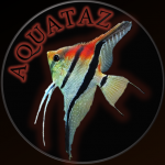 Aquariophile Lorent_Aquataz