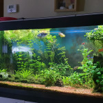 Aquariophile CYCLOPE90