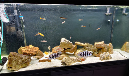 Garosa Réservoir de poissons Aquarium en plastique Bruchage des