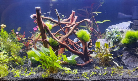 Plante Plantes d'aquarium flottantes : Ceratophyllum Demersum Foxtail pour aquarium  eau douce - 11.45€