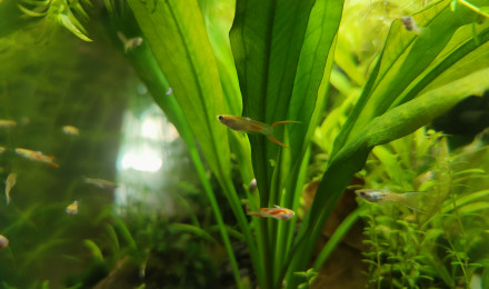 Guppy endler • Poecilia wingei • Fiche poissons