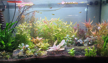 1 x Plante à bulbe vivante pour aquarium – Nymphaea Lotus Zenkeri - Tigre  Rouge – Plante tropicale pour aquarium, idéale comme cachette pour poisson  combattant : : Animalerie