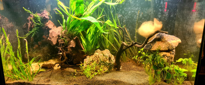 aquarium Projet , de Licute