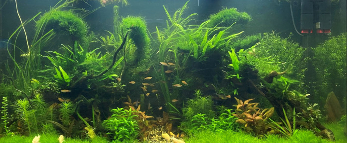 aquarium Aquascaping communautaire , de Warko