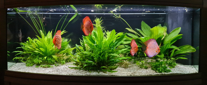 aquarium Discus paradise , de Blogui