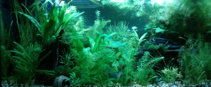 aquarium 125l Bois , de gloups