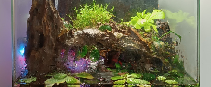 aquarium Dennerle 30 - Nano Paludarium , de Delflabelette