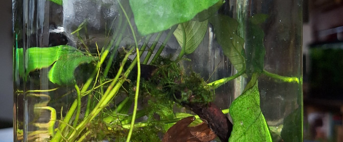 aquarium Notek , de ArtemusKlegg