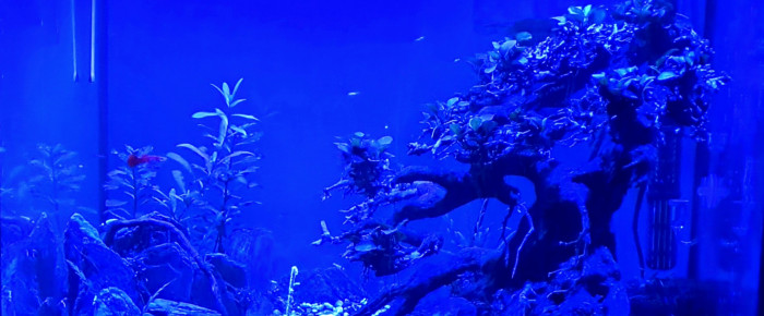 aquarium Bonsai 2.0 , de Vicenzo
