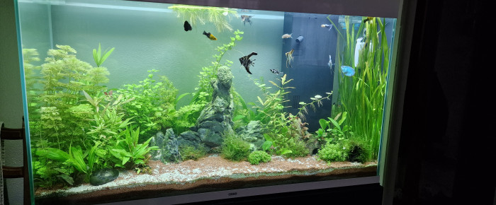 aquarium Ciano 100 pro , de Same