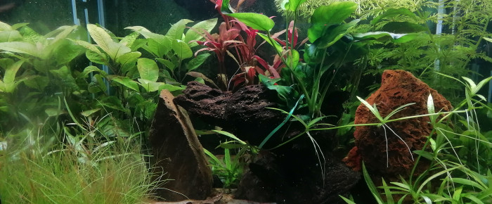 aquarium nano crevette , de Geof