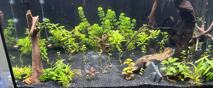 aquarium 250L , de Razmo-93