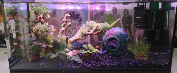 aquarium Premier , de dd2402