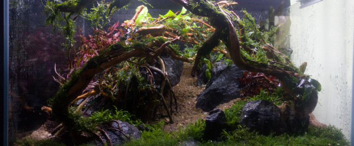 aquarium Hardscape , de Loran