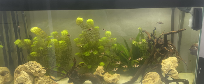 aquarium 200L , de Nico_06