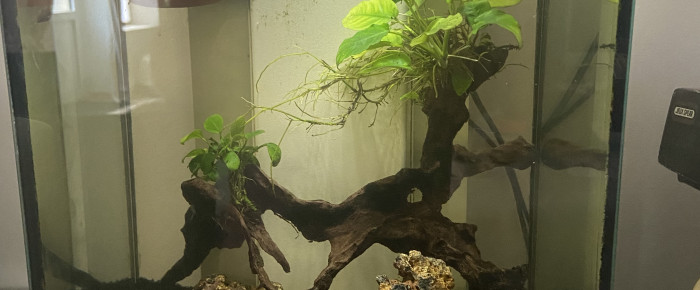 aquarium 20 litre betta , de FLYNICO