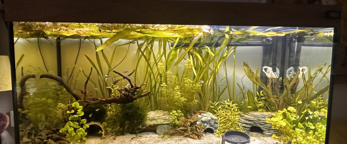 aquarium 450 L salon , de Gautier42792