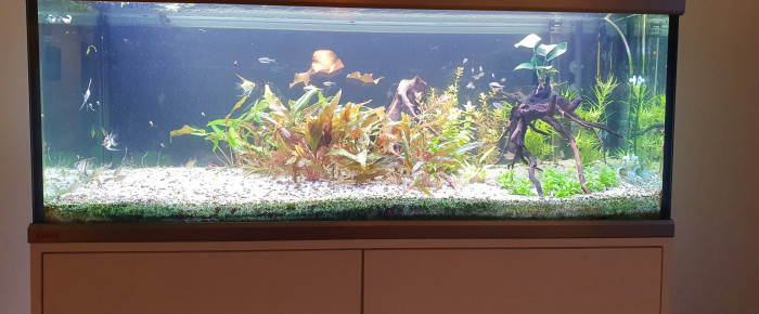 aquarium Amazonien , de MrJo