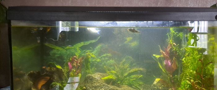 aquarium 60l initio , de manu51230