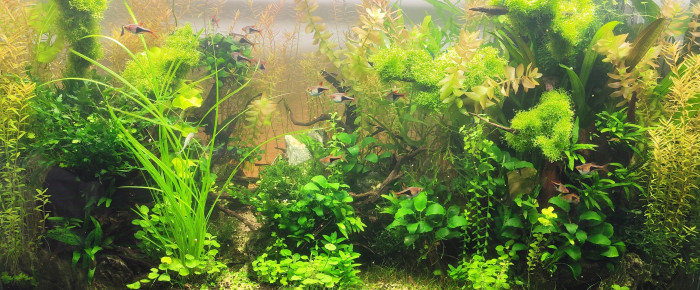 aquarium Bornéo aquascape jungle - Low Tech depuis 2023 , de Anhtu