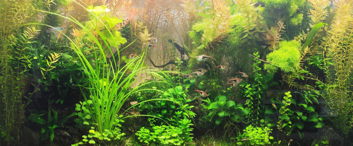 aquarium Bornéo aquascape jungle - Low Tech depuis 2023 , de Anhtu