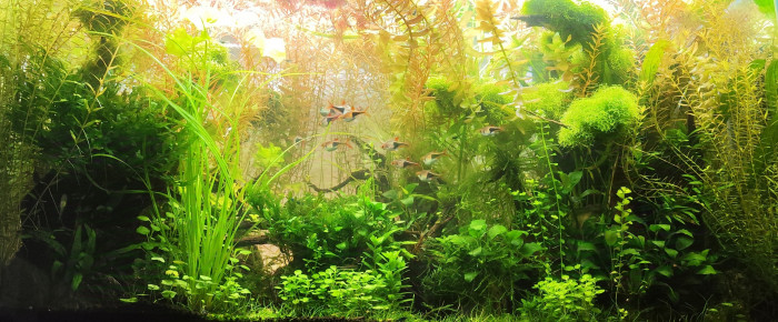 aquarium Bornéo aquascape jungle - Low Tech depuis 2023 , de Anhtu