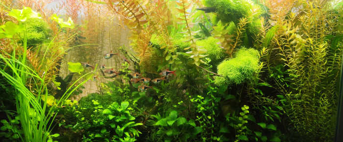 aquarium Bornéo aquascape jungle - Low Tech depuis 2023 , de Anhtu