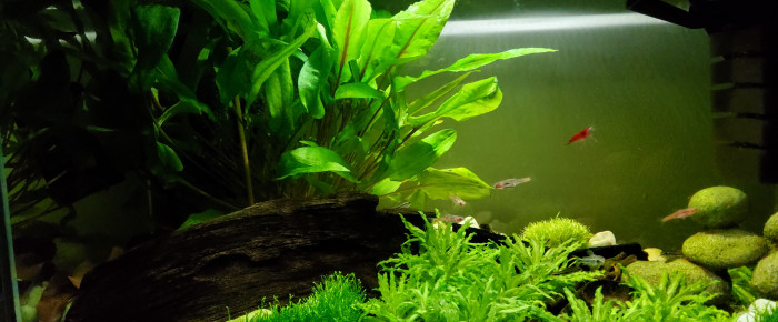 aquarium 20 litres , de Fred_CZD