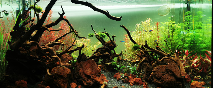 aquarium Planté , de Pierre44220