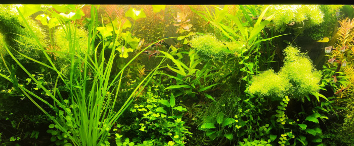 aquarium Bornéo aquascape jungle - Low Tech depuis 2023 , de Anhtu