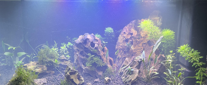 aquarium Aquarium 60L Quentin , de Nitneuqdu13