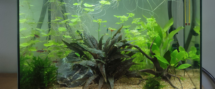 aquarium zolux idro 50 , de kwak300