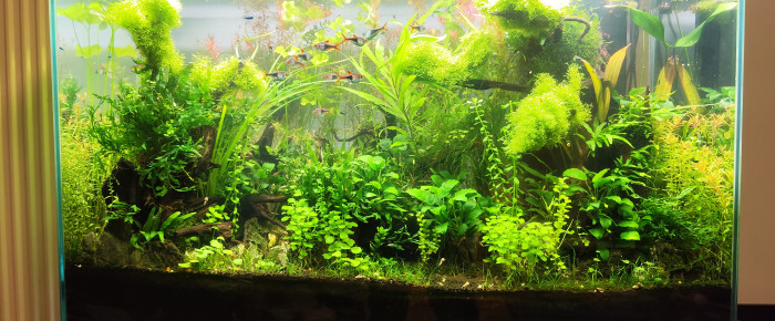 aquarium Bornéo aquascape jungle - Low Tech depuis 2023 , de Anhtu