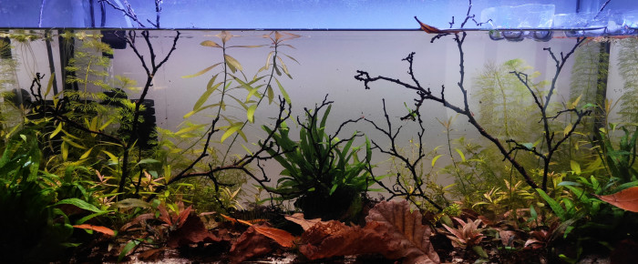 aquarium Biotope asiatique , de Alex78180