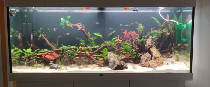 aquarium Juwel Rio 240L , de gork91