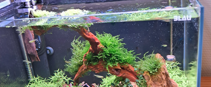 aquarium MON NANO , de CHAQUA