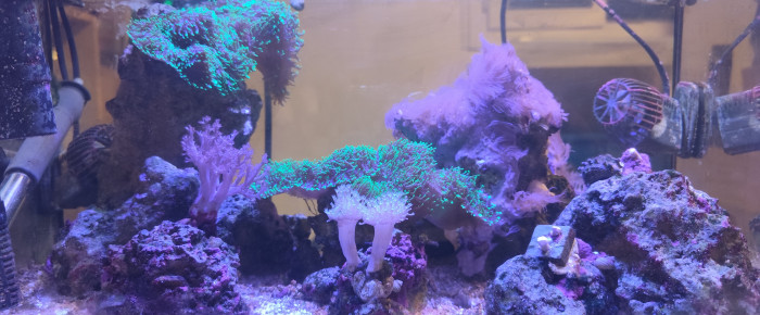 aquarium Pico Reef 30L 50x25x25 , de Anhtu