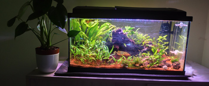 aquarium Aquarium 60l , de TomC