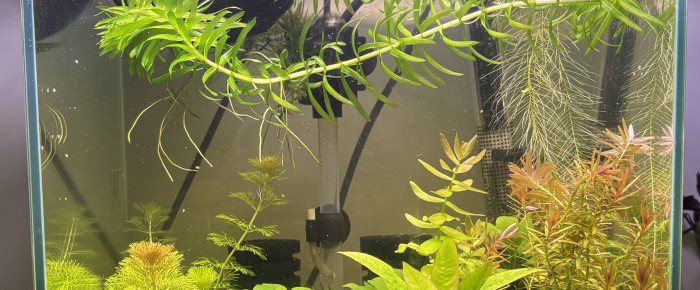 aquarium Caridina world , de Alex69