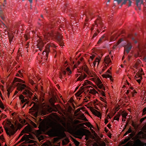 Rotala Blood Red SG variant